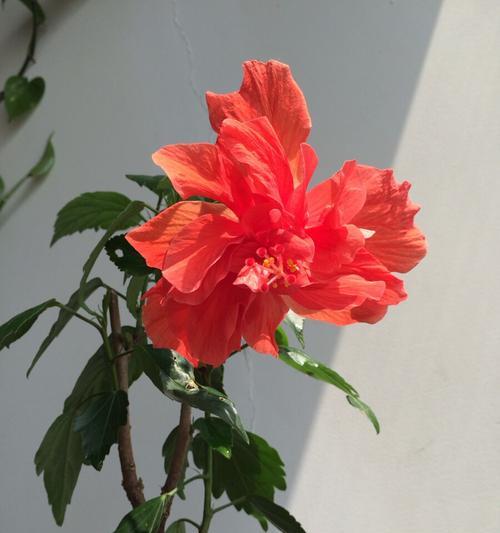 扶桑花代表什么？扶桑花的花语有哪些含义？
