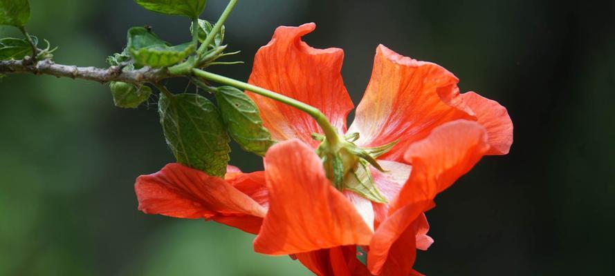 扶桑花代表什么？扶桑花的花语有哪些含义？