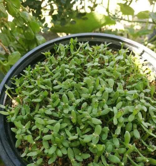 车厘子种子种植的最佳时机是什么时候？如何正确种植车厘子种子？