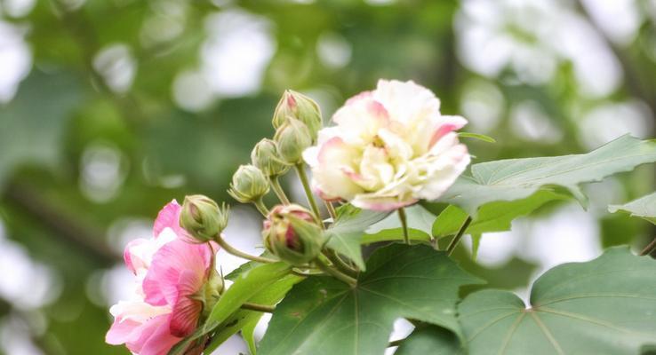 芙蓉花的寓意是什么？芙蓉花象征着什么含义？