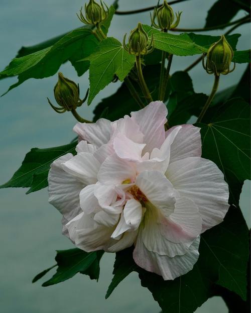 芙蓉花的花语是什么？如何用芙蓉花表达爱意？