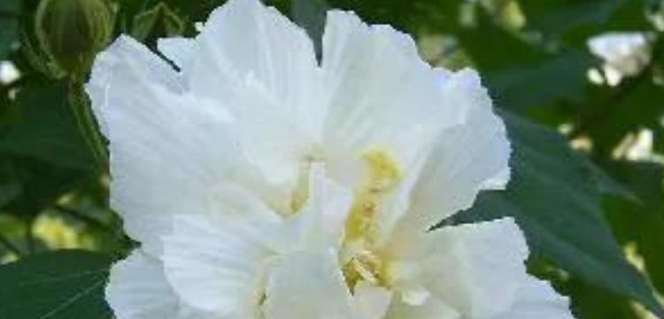 芙蓉花的花语是什么？如何用芙蓉花表达爱意？