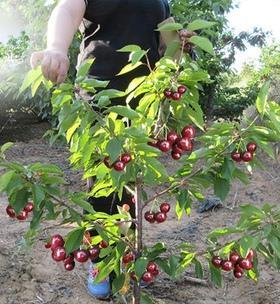 车厘子开花结果需要多久？种植几年才能结果？
