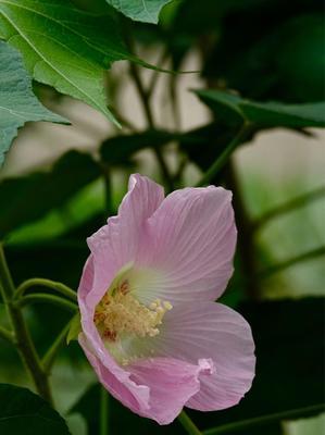 芙蓉花的花语是什么？如何用芙蓉花表达爱意？