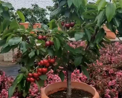 车厘子开花结果需要多久？种植几年才能结果？