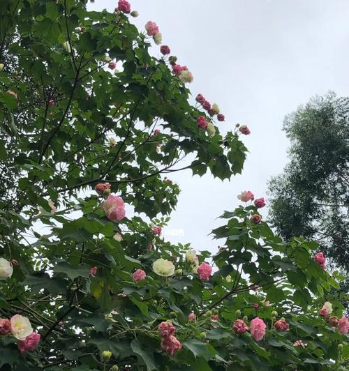 芙蓉花的花语是什么？芙蓉花的寓意有哪些常见问题？
