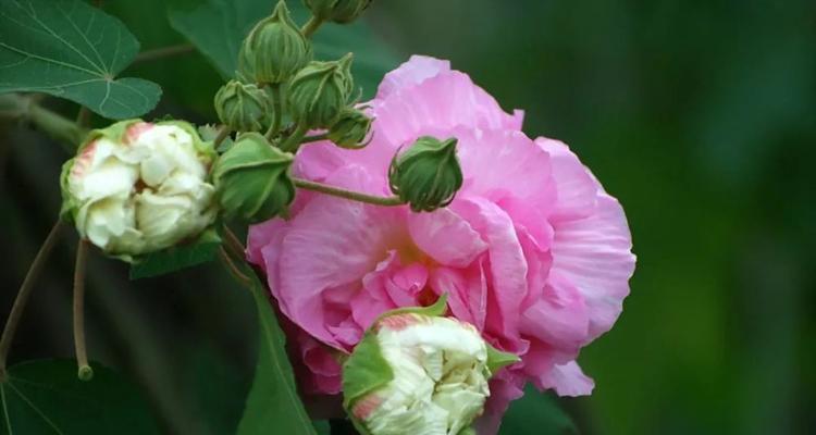 芙蓉花的花语是什么？芙蓉花的寓意有哪些常见问题？