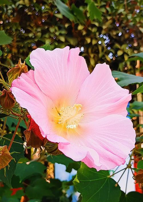 芙蓉花的花语是什么？芙蓉花的寓意有哪些常见问题？
