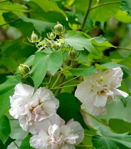 芙蓉花的花语是什么？芙蓉花代表的意义有哪些？