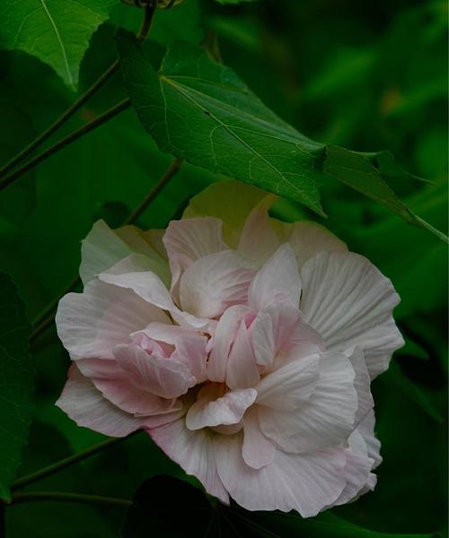 芙蓉花的花语是什么？芙蓉花代表的意义有哪些？