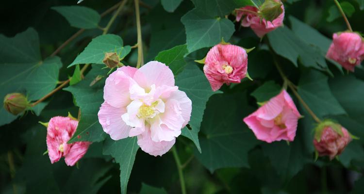 芙蓉花象征什么？芙蓉花的花语和文化意义是什么？