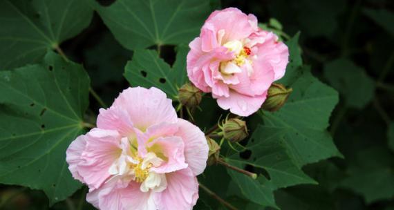 芙蓉花象征什么？芙蓉花的花语和文化意义是什么？