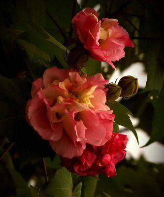芙蓉花象征什么？芙蓉花的花语和文化意义是什么？