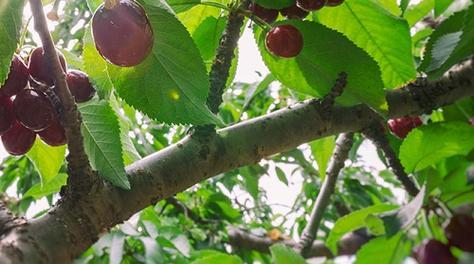 车厘子几年结果实？种植后多久能收获果实？