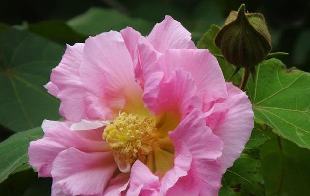 芙蓉花语是什么意思？芙蓉花代表了哪些美好寓意？