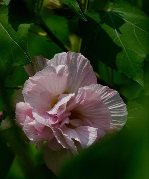 芙蓉花语是什么意思？芙蓉花代表了哪些美好寓意？