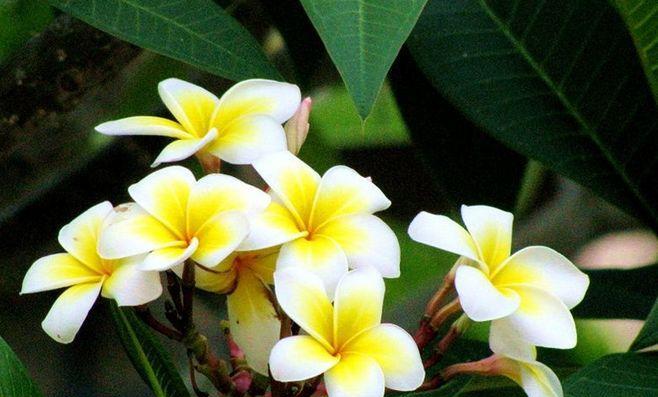 芙蓉树花语是什么？如何正确解读芙蓉树的花语含义？