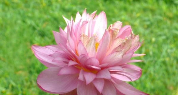 芙蓉树花语是什么？如何正确解读芙蓉树的花语含义？