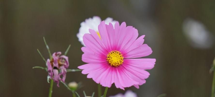 芙蓉树花语是什么？如何正确解读芙蓉树的花语含义？