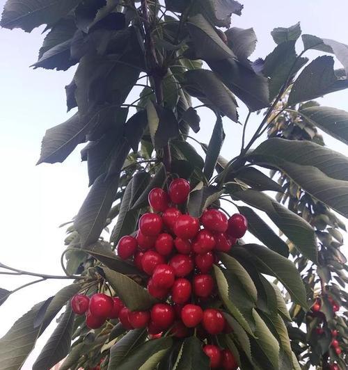 车厘子几月份种植最合适？掌握最佳种植时间提高成活率