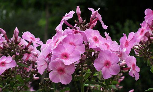 福禄考花语是什么意思？如何正确解读福禄考的花语含义？