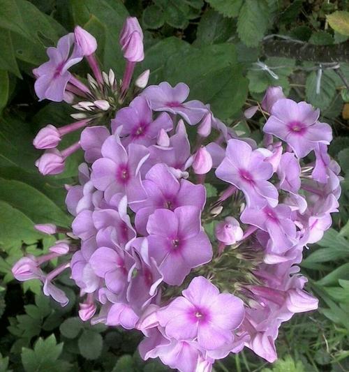 福禄考花语是什么意思？如何正确解读福禄考的花语含义？