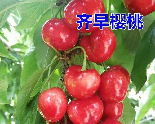 车厘子哪个品种口感最佳？如何挑选优质车厘子？