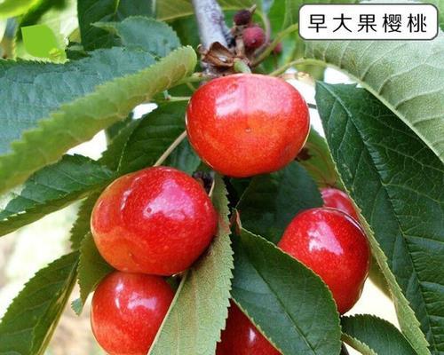 车厘子哪个品种口感最佳？如何挑选优质车厘子？