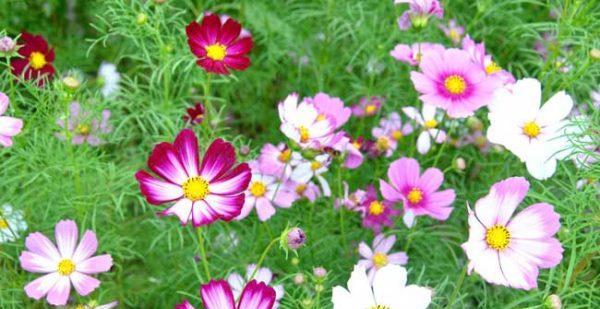 格桑花的花语是什么？如何用格桑花表达爱意？