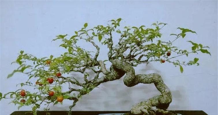 车厘子盆栽能结果吗？如何正确养护以确保丰收？