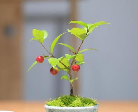 车厘子盆栽应该用多大的盆？尺寸选择指南是什么？