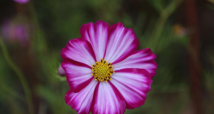 格桑花花语是什么意思？格桑花的寓意有哪些常见问题？