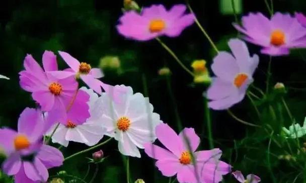 格桑花的花语是什么？它的象征意义有哪些？