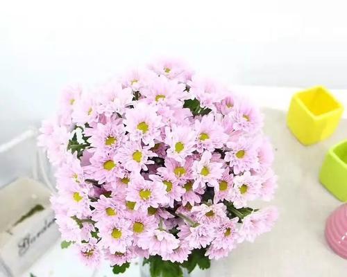 各色雏菊的花语是什么？如何根据颜色选择雏菊？