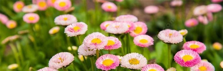 各色雏菊的花语是什么？如何根据颜色选择雏菊？