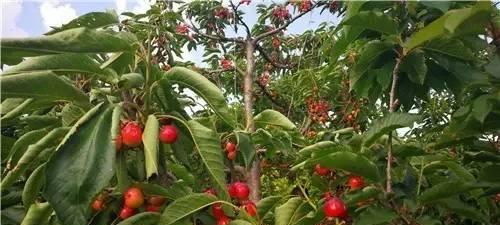 车厘子最佳种植季节是什么时候？如何确保高产？