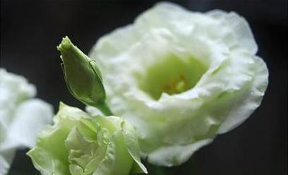 各色桔梗花的花语是什么？不同颜色的桔梗花代表什么意义？