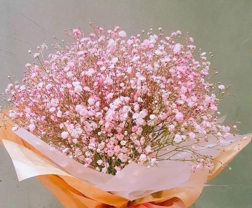 各色满天星的花语是什么？如何挑选合适的满天星花束？
