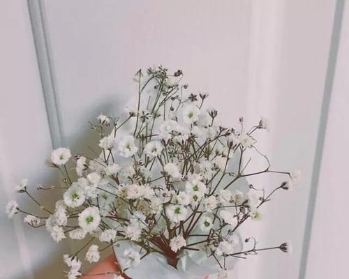 各色满天星的花语是什么？如何挑选合适的满天星花束？