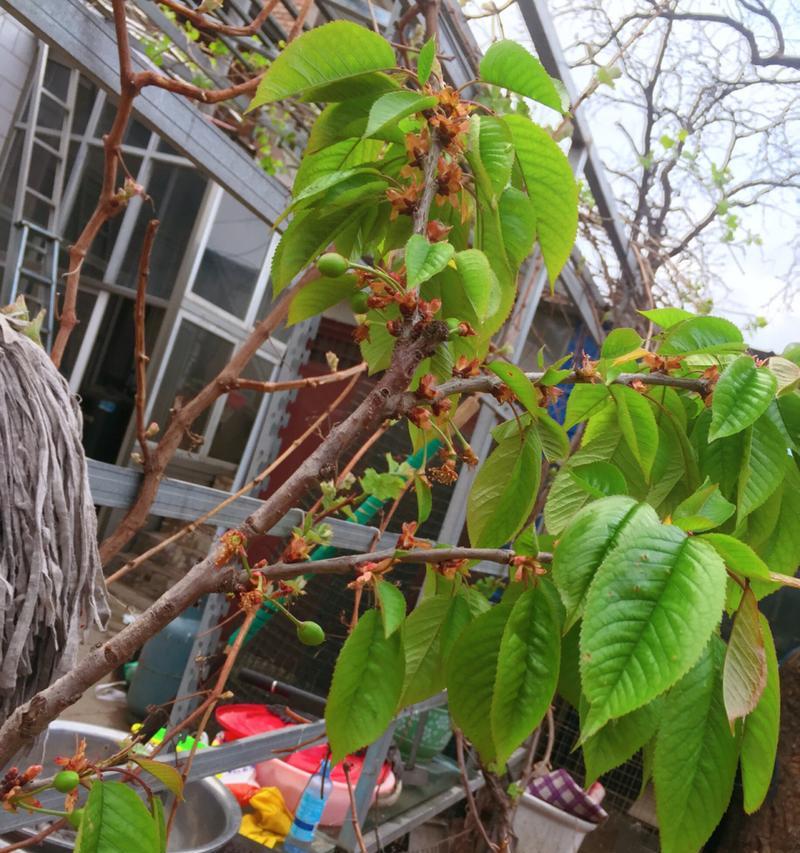 车厘子开花时间是几月？如何判断开花期？