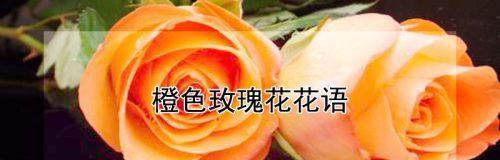 各色玫瑰花的寓意和花语是什么？如何选择合适的玫瑰表达情感？