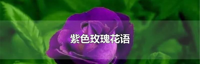 各色玫瑰花的寓意和花语是什么？如何选择合适的玫瑰表达情感？