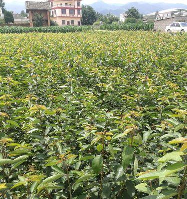 车厘子什么时候种植最好？掌握最佳种植时间与技巧