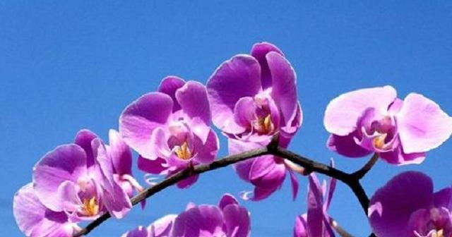 各种花的花语是什么？如何正确解读花的语言？