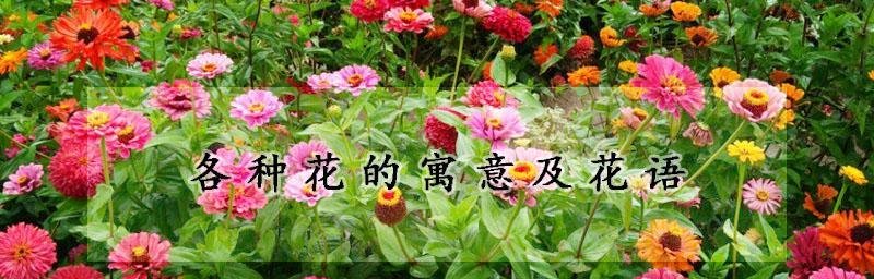 各种花的花语是什么？如何正确解读花的语言？