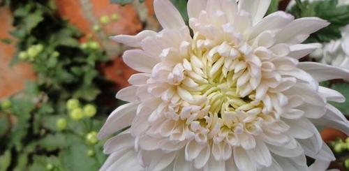 各种菊花的花语和寓意是什么？如何正确解读菊花的象征意义？