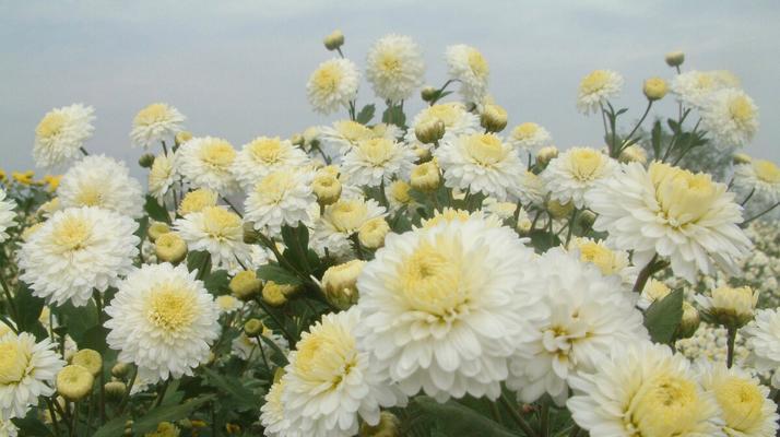 各种菊花的花语和寓意是什么？如何正确解读菊花的象征意义？