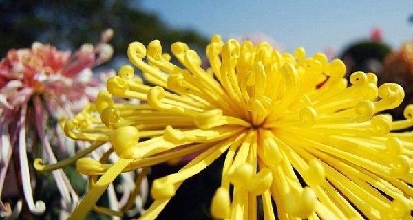 各种菊花的花语和寓意是什么？如何正确解读菊花的象征意义？