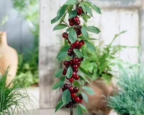 车厘子最佳种植时间是什么时候？种植后如何管理？