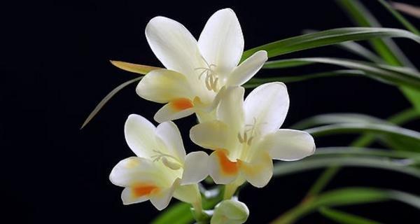 各种兰花花语大全是什么？兰花的寓意和象征有哪些？